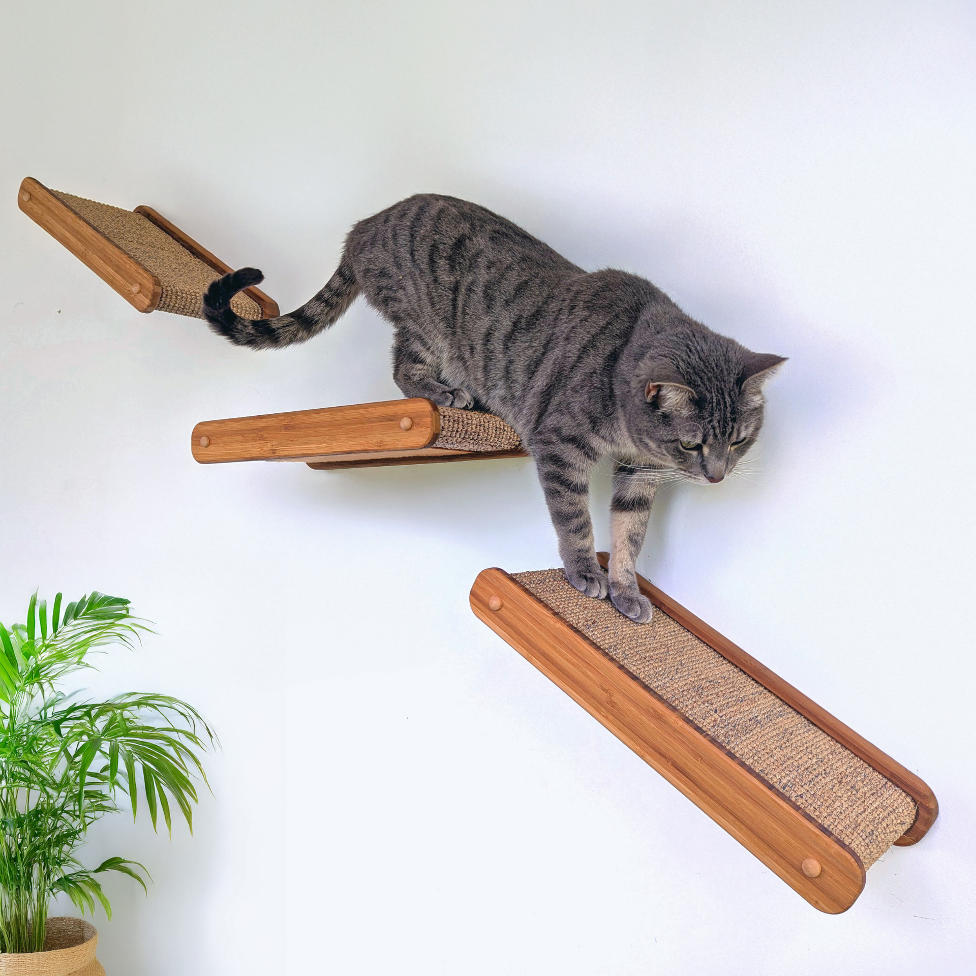 Climber